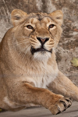 Naklejka na ściany i meble Lioness looks at you,look of a predatory cat, head close-up full face