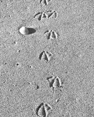 Evidence of Curiousity