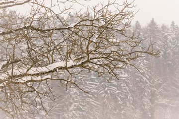 Warm winter wonderland tree in forest with snowy ice branches. Wonderful cold north weather scene at xmas time season. Icy frost and silence at beautiful country landscape. Part of cool series