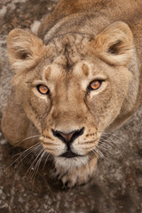 Fototapeta na wymiar portrait. thirsty gaze of a large predatory cat of a female lioness from the bottom up, the eyes languid brown-ebony look fixed on the viewer, he is greedy and sensual