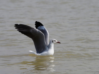 Grey-headed gull, Larus cirrocephalus