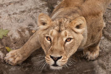 an attempt. thirsty gaze of a large predatory cat of a female lioness from the bottom up, the eyes languid brown-ebony look fixed on the viewer, he is greedy and sensual