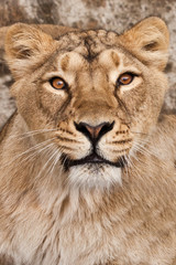 Lioness portrait a close-up face, a beautiful powerful strong cat.
