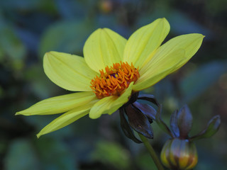 Closeup of a yellow Dahlia 'Bishop of York' flower and bud