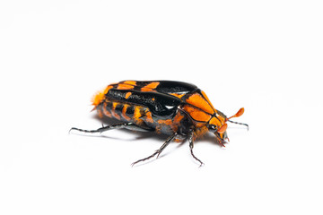 Flower beetle or Coelodera penicillata isolated on white background