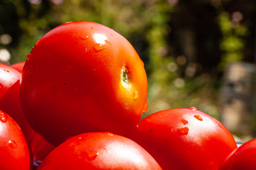 Tasty fresh juicy red tomatoes