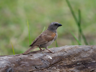 Grey-headed sparrow, Passer griseus,