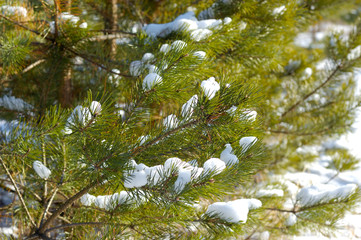 Green snowy frozen spruce branches