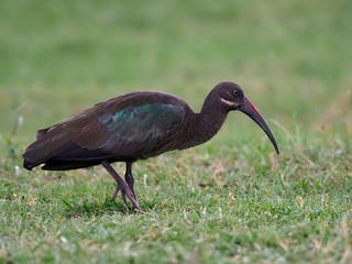 Hadaba ibis, Bostrychia hagedash