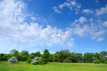 Fototapeta na wymiar Beautiful scenic view of green trees in a field