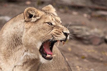 Head of a powerful and angry female lioness close-up, open mouth with bared teeth and red tongue. profile view.