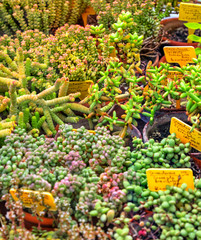 Beautiful view with variety of plants in pots and labels with their names
