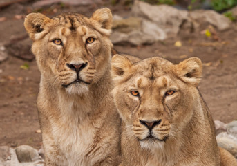 Fototapeta na wymiar Two samui lions, lionesses (girlfriend ) next to each other are a symbol of female friendship and love.