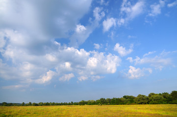 Beautiful scenic view of green trees in a field