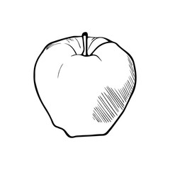 Hand drawn apple. sketch for print. isolated on white background.