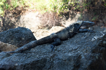 Iguana on a Rock in Costa Rica