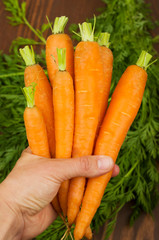 Juicy carrots full of vitamins and minerals freshly picked from the garden