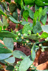 Beautiful view with cactus plants in the botanical garden