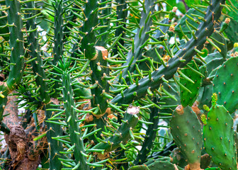 Beautiful view with cactus plants in the botanical garden