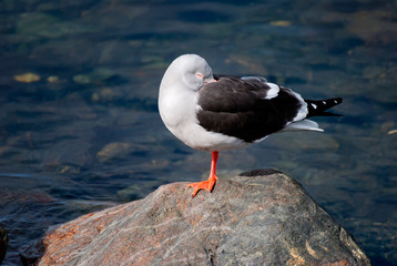 Seagull in Usuhaia patagonia argentina 