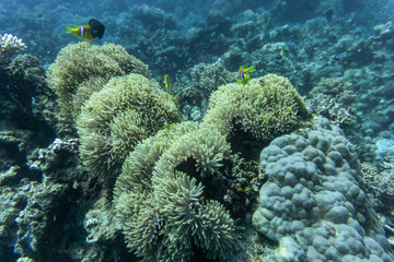 Clown Anemonefish, Amphiprion percula, swimming among the tentacles of its anemone home.