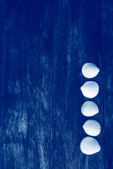 Sea shells on wooden background toned in blue color. Minimal concept. Flat lay, top view, copy space