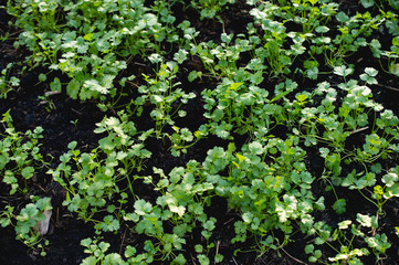 Coriander garden from the garden planted with storage to eat as food.