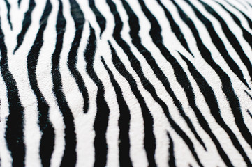 Fototapeta na wymiar Zebra black and white background image Beautiful visual concept