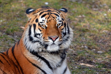 Sibirischer Tiger im Tierpark