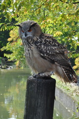 Uhu bei Greifvogelschau 