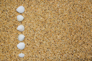 Sea shells on background of small pebbles. Summer concept. Flat lay