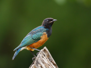 Hildebrandts starling, Lamprotornis hildebrandti,