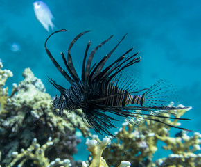 Lionfish (Pterois volitans) in the sea.
