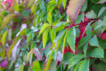 Carved leaf of wild grapes. Purple and green background.  plant parthenocissus henryana.