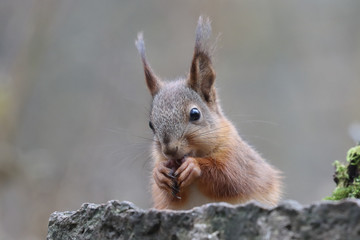 Naklejka na ściany i meble European red squirrel is small mammal