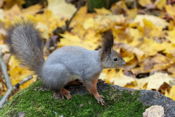 European red squirrel is small mammal