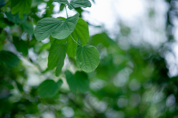 Fototapeta na wymiar Green leaves are in the green area in the rainy season. Abundant natural concepts