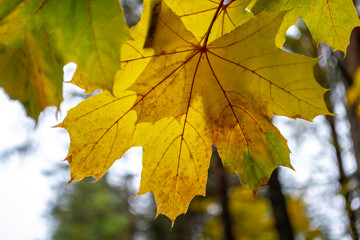 Autumn background. Yellow with green maple leaves in tree. Autumn in forest.