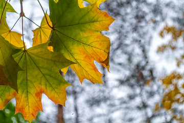 Autumn background. Yellow with green maple leaves in tree. Autumn in forest.