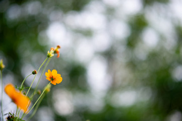 Yellow flowers in a beautiful flower garden, close-up with bokeh