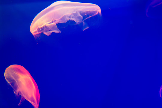 Multi-colored jellyfish in the ocean on a bright blue background. Red and purple jellyfish swim freely in the water. Photography on the subject of dive