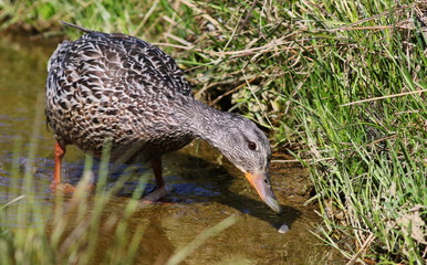 Female Mallard duck, Anas platyrhynchos, or American black duck (Anas rubripes) bird of Greenland 