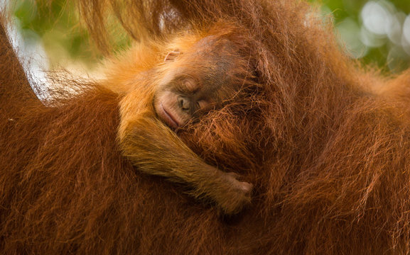 Orang Outan Images Browse 2 150 Stock Photos Vectors And Video Adobe Stock Orang Outan Images Browse 2 150 Stock Photos Vectors And Video Adobe Stock