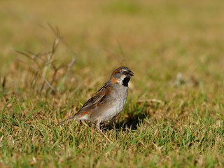 Kenya sparrow, Passer rufocinctus