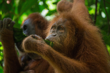 Orang outan de Sumatra