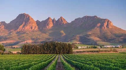 Fotobehang Afrika Sunset over vineyards  © Rafael