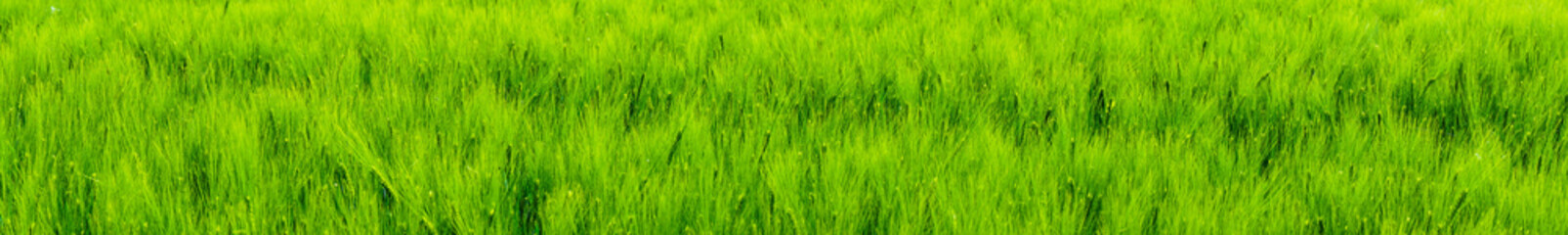 Panorama Grünes Getreide Weizen Weizenfeld