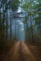 path in misty forest in the morning 