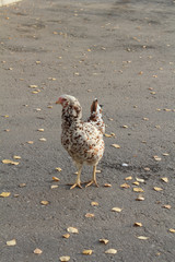 The  chicken  stands on the gray ground