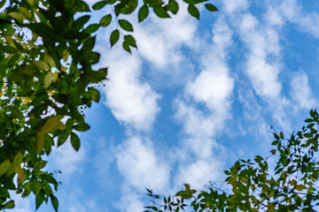 Looking from the park to the sky. Sky with clouds and blue.